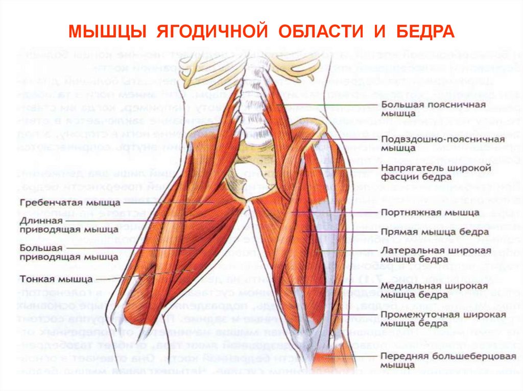 Ягодичные мышцы анатомия строение