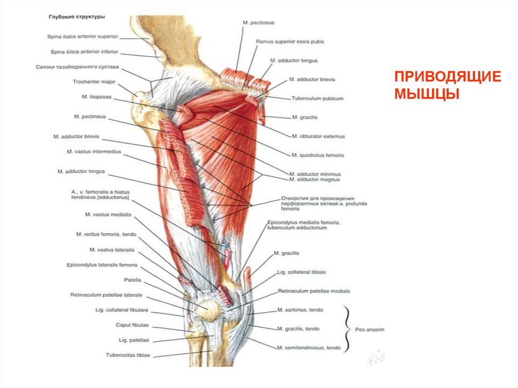 ПРИВОДЯЩИЕ МЫШЦЫ