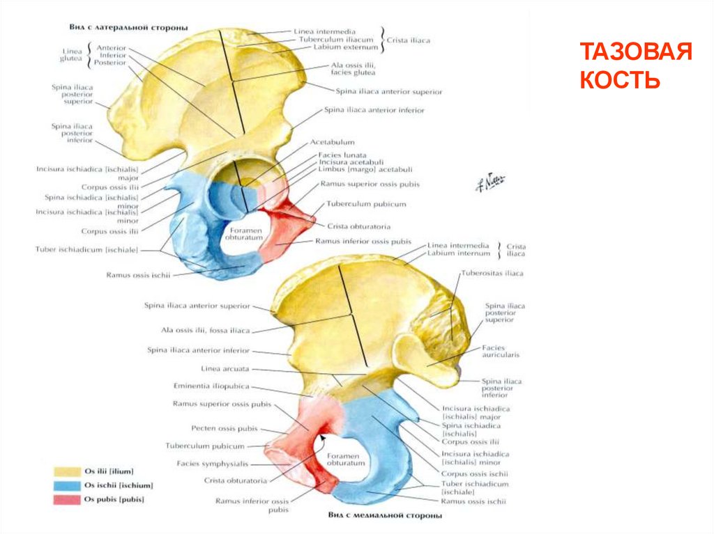 ТАЗОВАЯ КОСТЬ