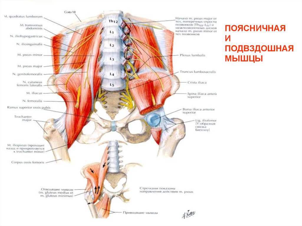ПОЯСНИЧНАЯ И ПОДВЗДОШНАЯ МЫШЦЫ