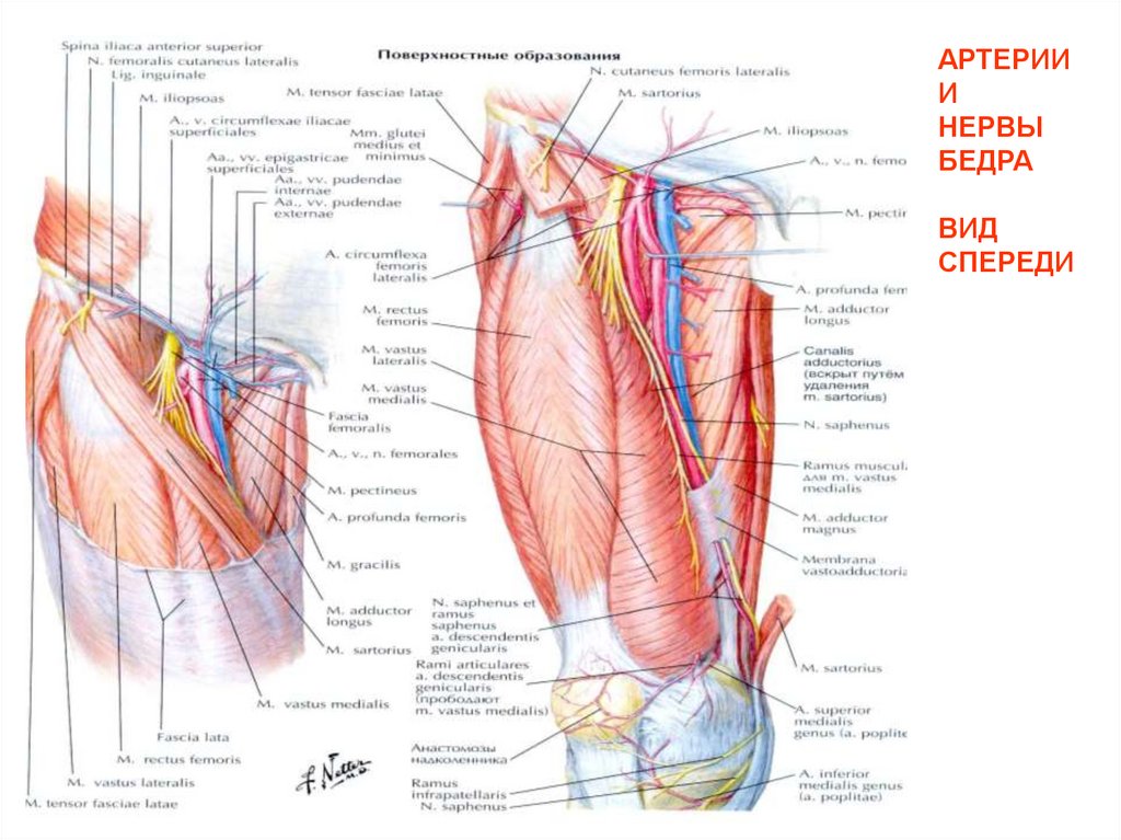 Нервы бедра