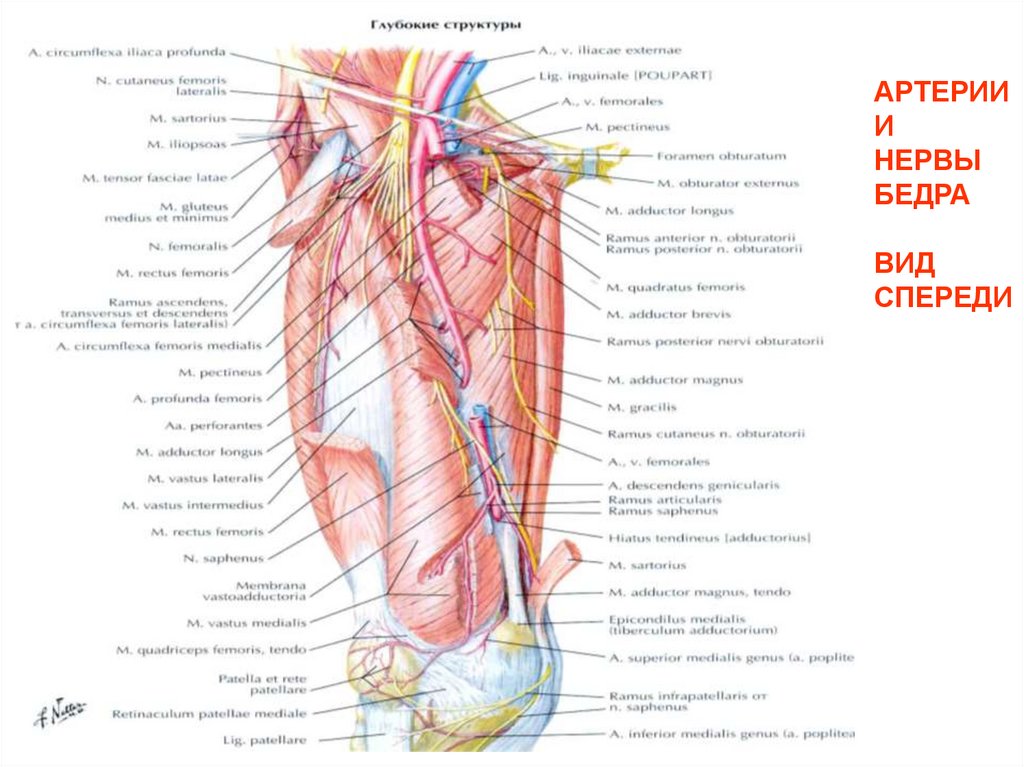 Бедренный нерв латынь. Бедренный нерв (l2-4). Топографическая анатомия нижней конечности. Топографическая анатомия бедренного нерва. Каналы нижней конечности топографическая анатомия.