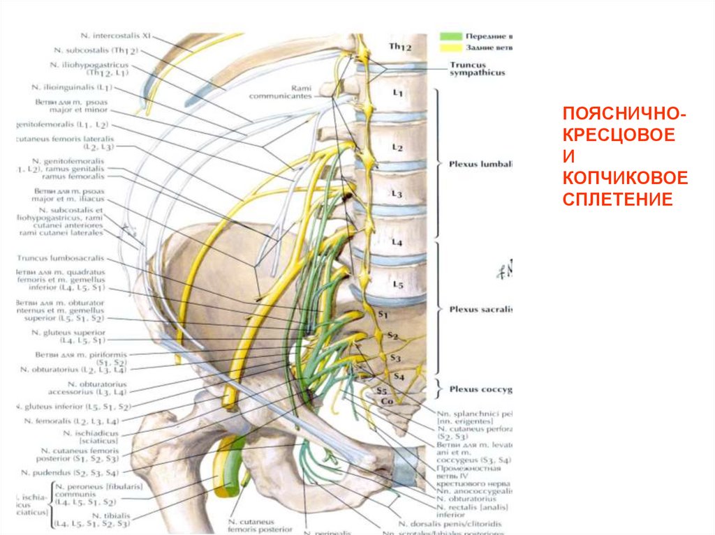 Топографическая анатомия нижней конечности презентация