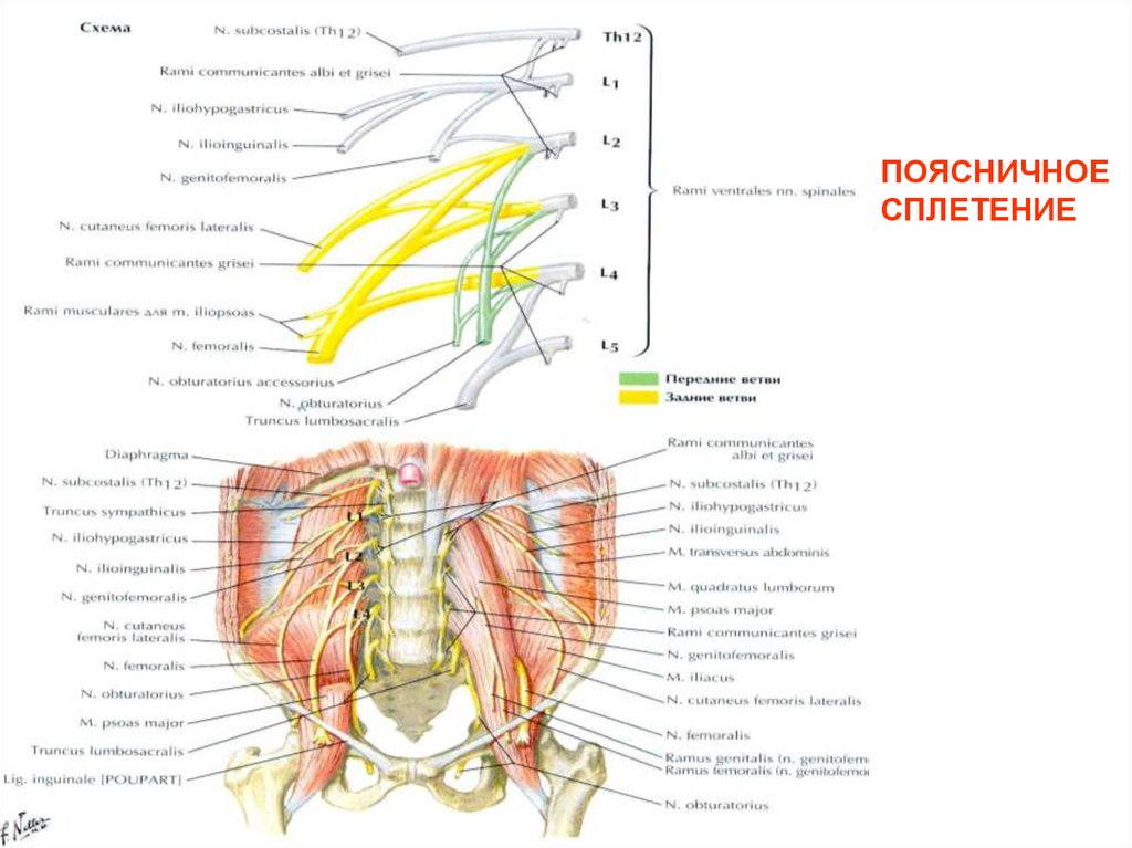 Поясничное сплетение область