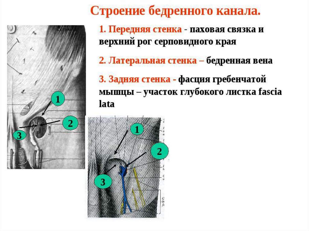 Топографическая анатомия нижней конечности презентация