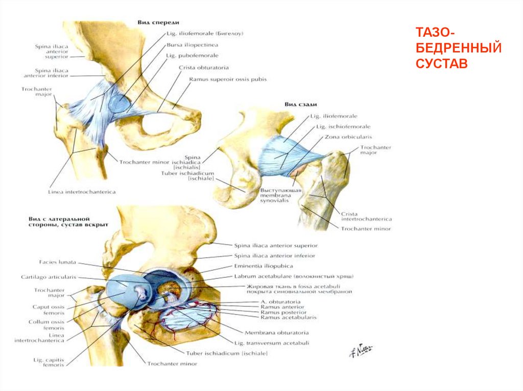 ТАЗО-БЕДРЕННЫЙ СУСТАВ