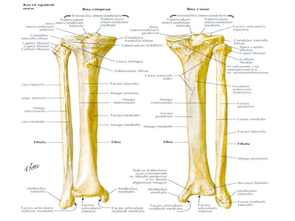 Малоберцовая кость латынь. Кости голени строение. Большеберцовая кость анатомия человека медунивер. Строение костей голени. Голень кость анатомия.