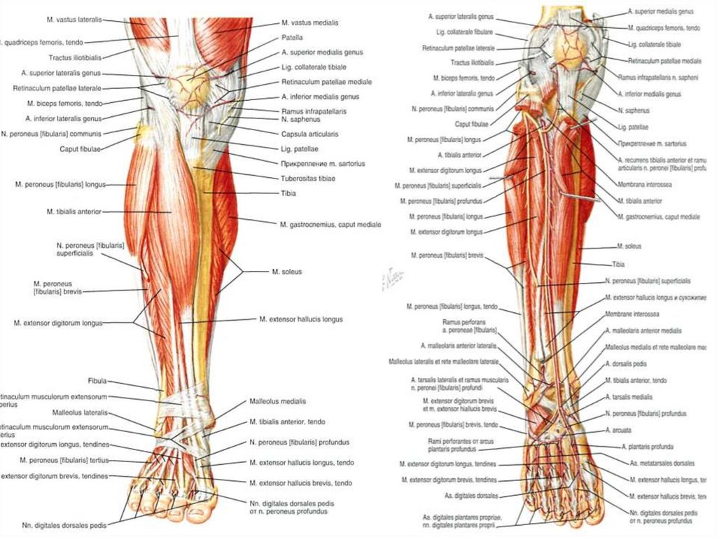 Топографическая анатомия нижней конечности презентация
