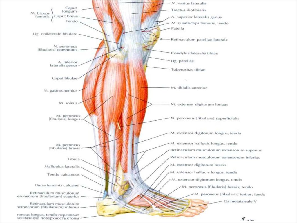 Топографическая анатомия нижней конечности презентация