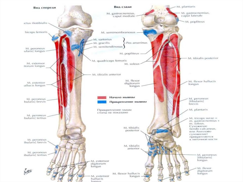 Топографическая анатомия нижней конечности презентация
