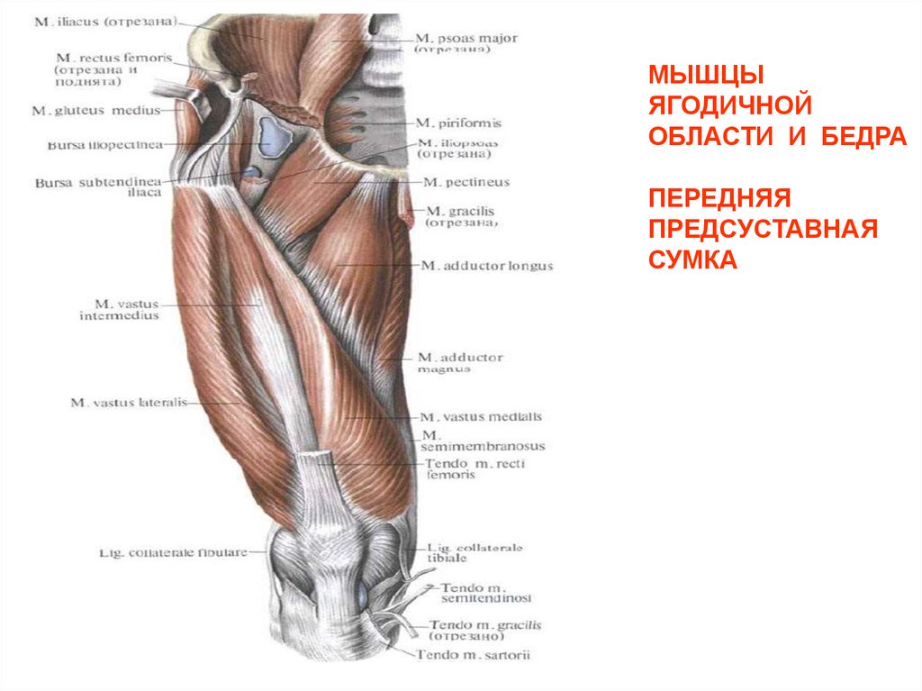 Мышцы пояса нижней конечности анатомия