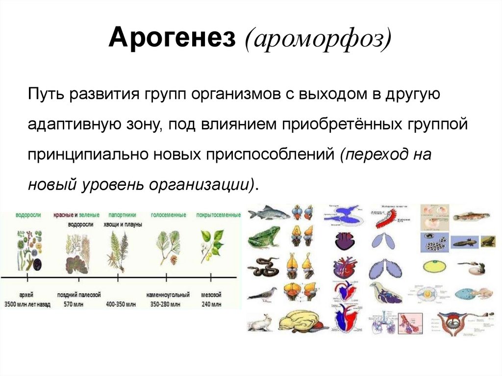 Ароморфоз что это. Ароморфоз понятие. Ароморфозы растений. Основные ароморфозы в эволюции. Ароморфозы цветковых растений.