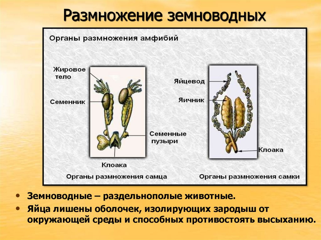 Половая система класс земноводные. Размножение земноводных схема. Размножение земноводных кратко. Класс земноводные размножение. Размножение амфибий.