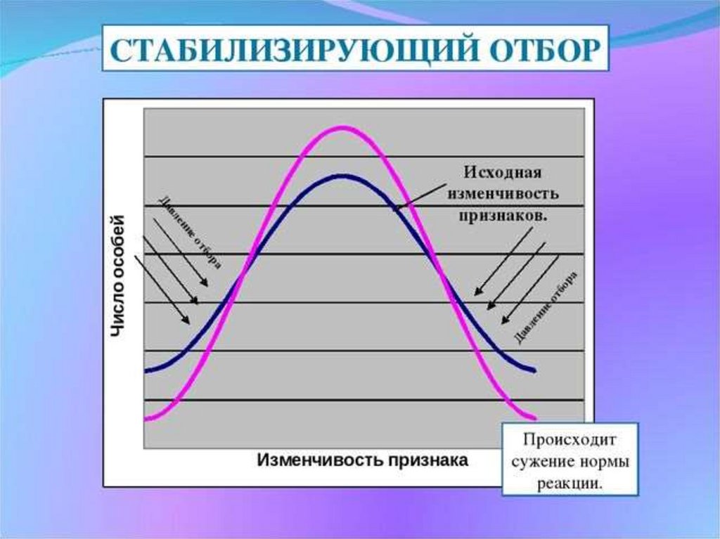 Стабилизирующий отбор схема