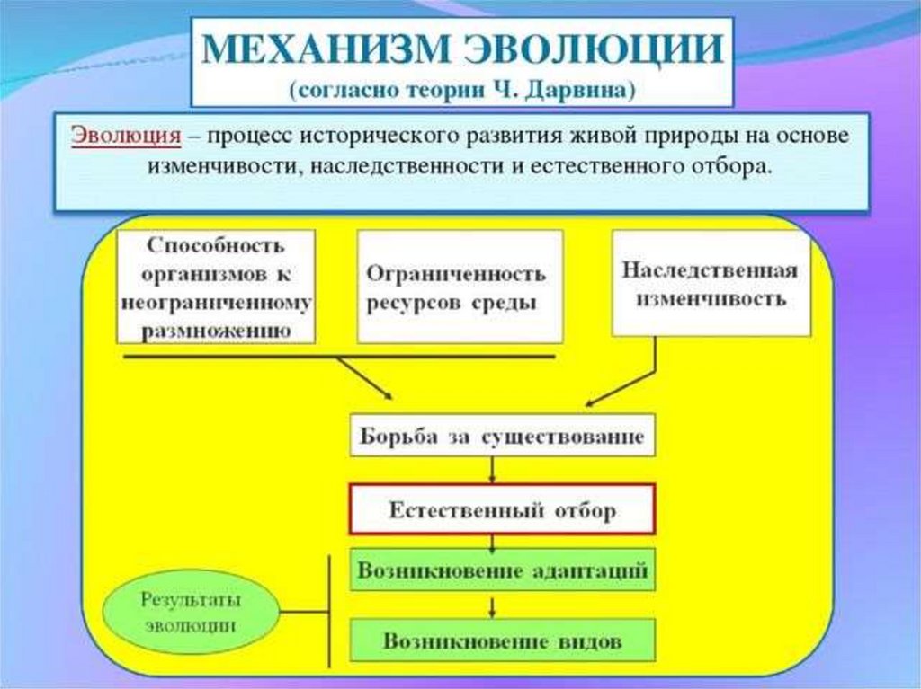 Естественный отбор презентация