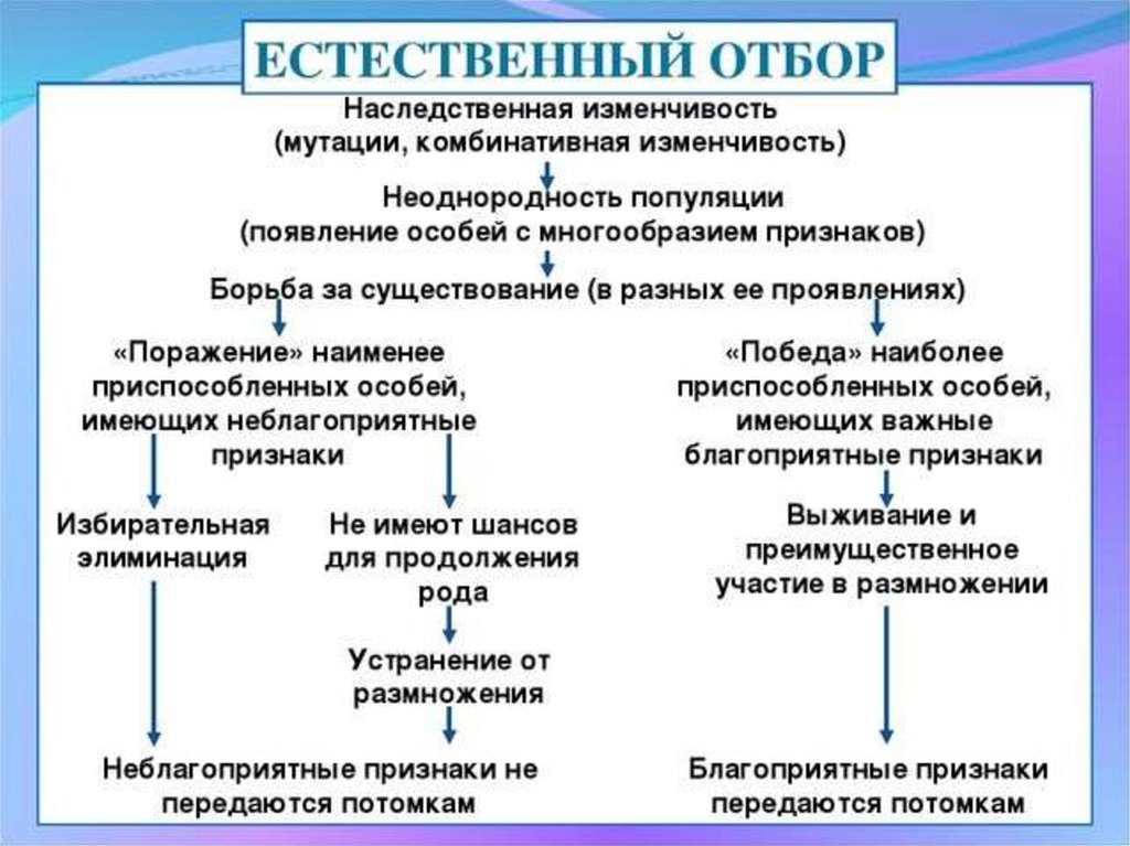 Естественный отбор 11 класс презентация