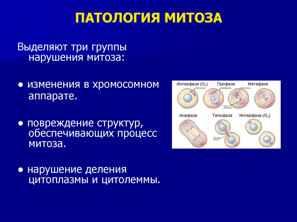 Патология клеточного ядра