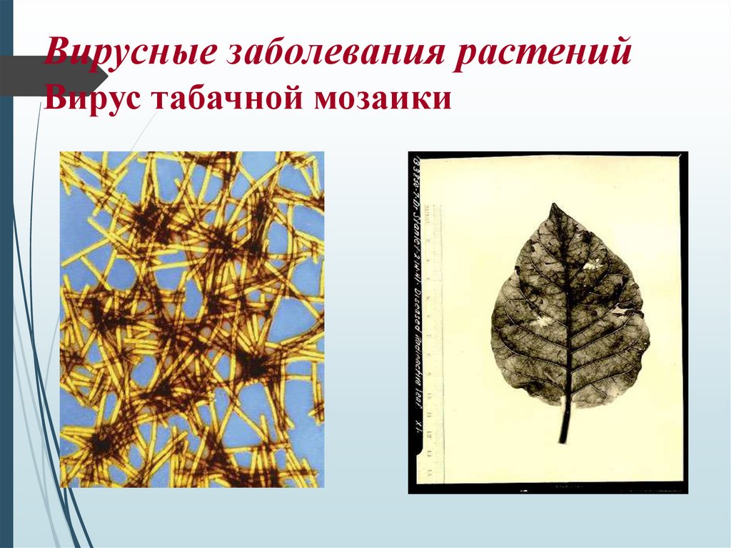 Вирусные заболевания растений Вирус табачной мозаики