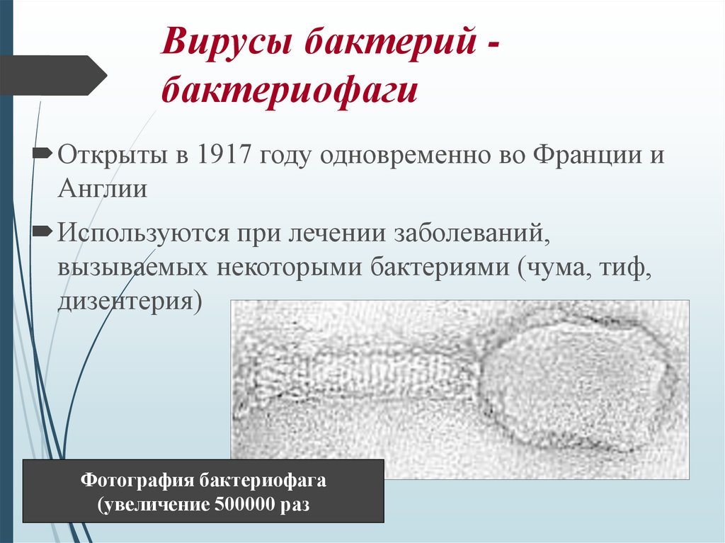 Вирусы бактерий - бактериофаги