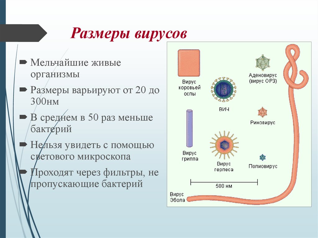 Размеры вирусов