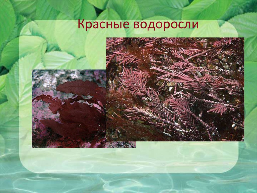 Красные водоросли 7 класс впр. Красные водоросли съедобные. Виды красных водорослей названия. Красные водоросли на глубине.