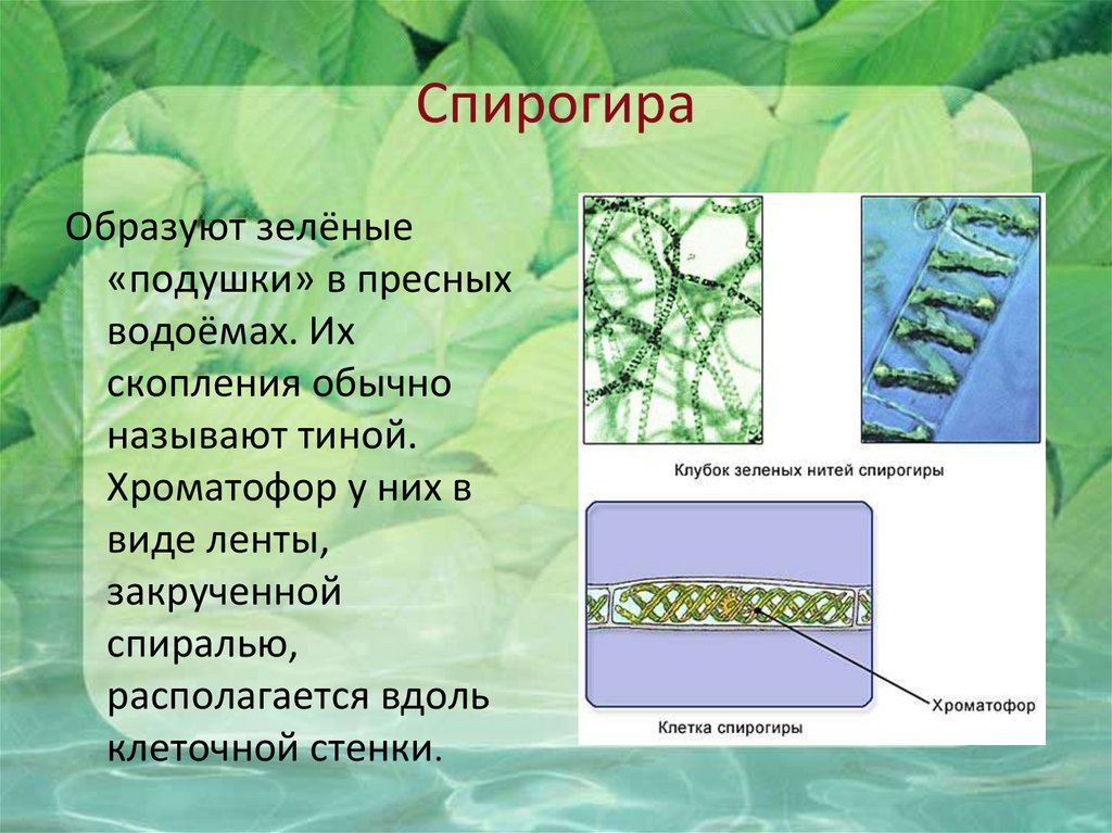 Спирогира какое растение. Спирогира зеленая нитчатая водоросль. Хлоропласт спирогиры. Спирогира царство. Клеточная стенка спирогиры.