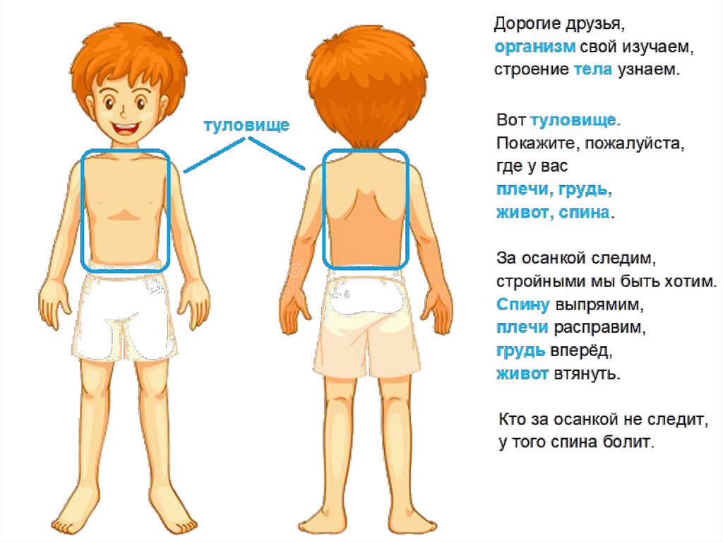 Презентация тело человека 2 младшая