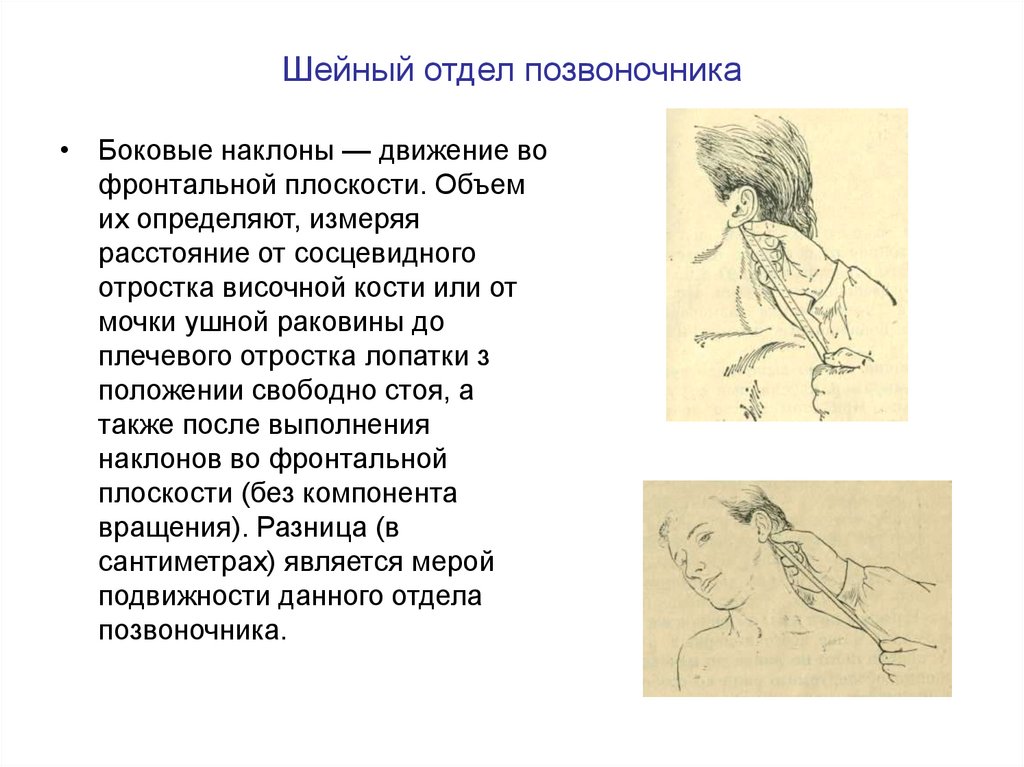 Движения шейного отдела позвоночника. Пальпация сосцевидного отростка. Сосцевидные отростки шейного позвонка. Объем движений шейного отдела позвоночника.