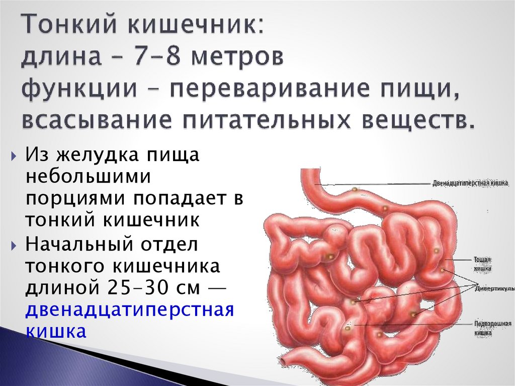 Тонкая кишка презентация