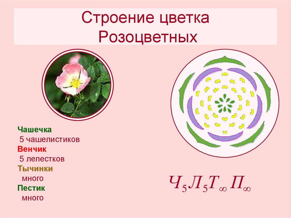 Количество лепестков кратно 3. Схема цветка семейства розоцветных. Строение цветка семейства розоцветных. Формула цветка растений семейства Розоцветные. Строение плода семейства розоцветных.