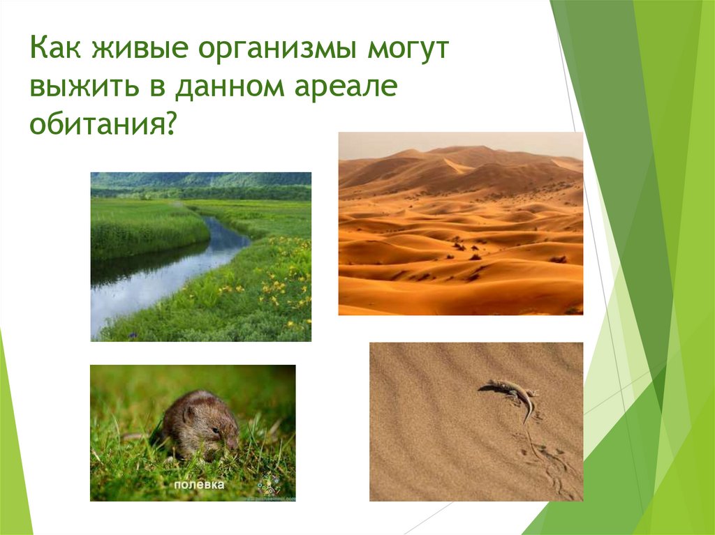 Как живые организмы могут выжить в данном ареале обитания?