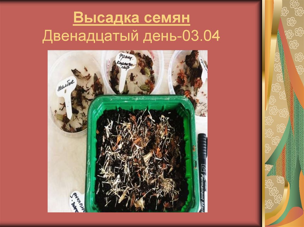 Высадка семян Двенадцатый день-03.04