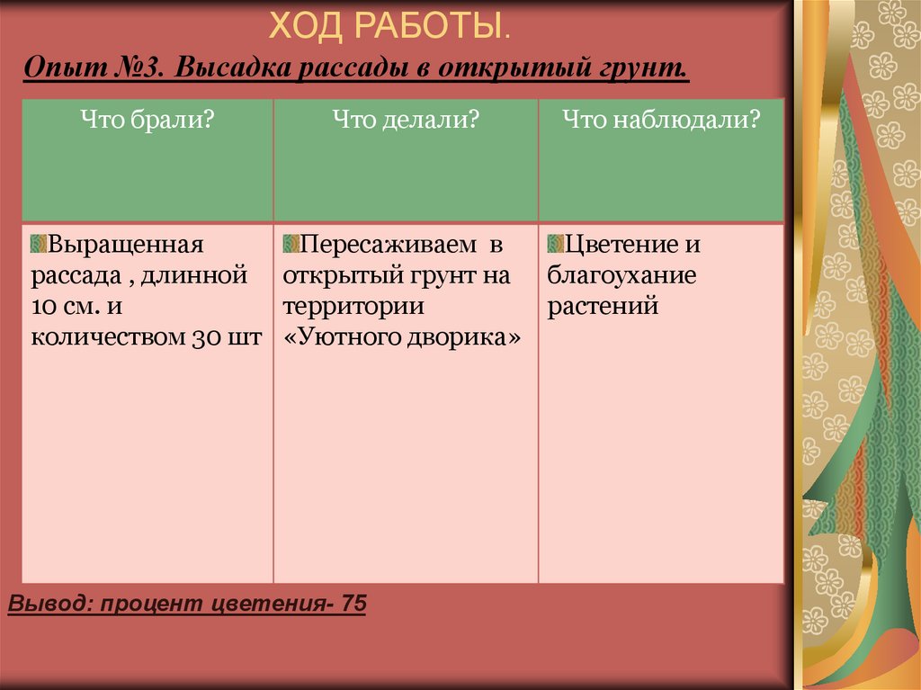 Опыт №3. Высадка рассады в открытый грунт.