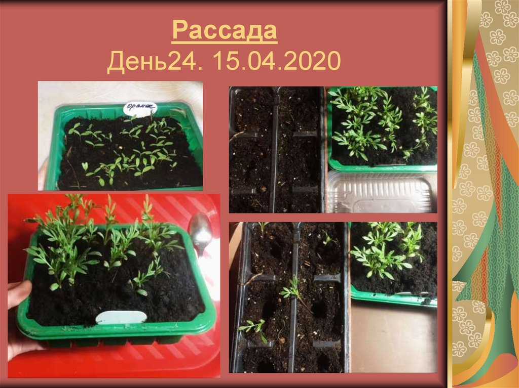 Рассада День24. 15.04.2020