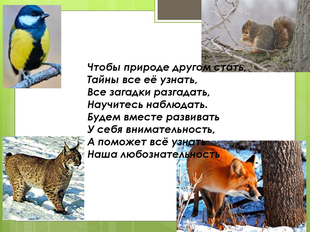 Кто что ест презентация 3 класс. Умеешь ли ты наблюдать и разгадывать загадки природы.