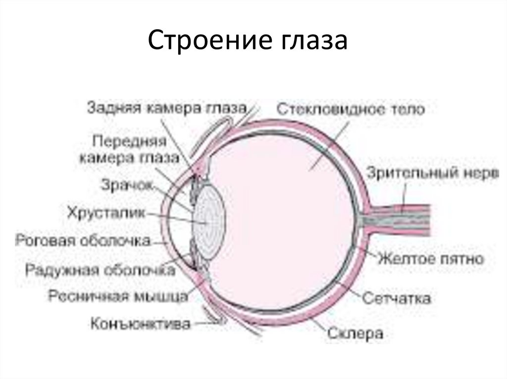 Какого строение глаза человека