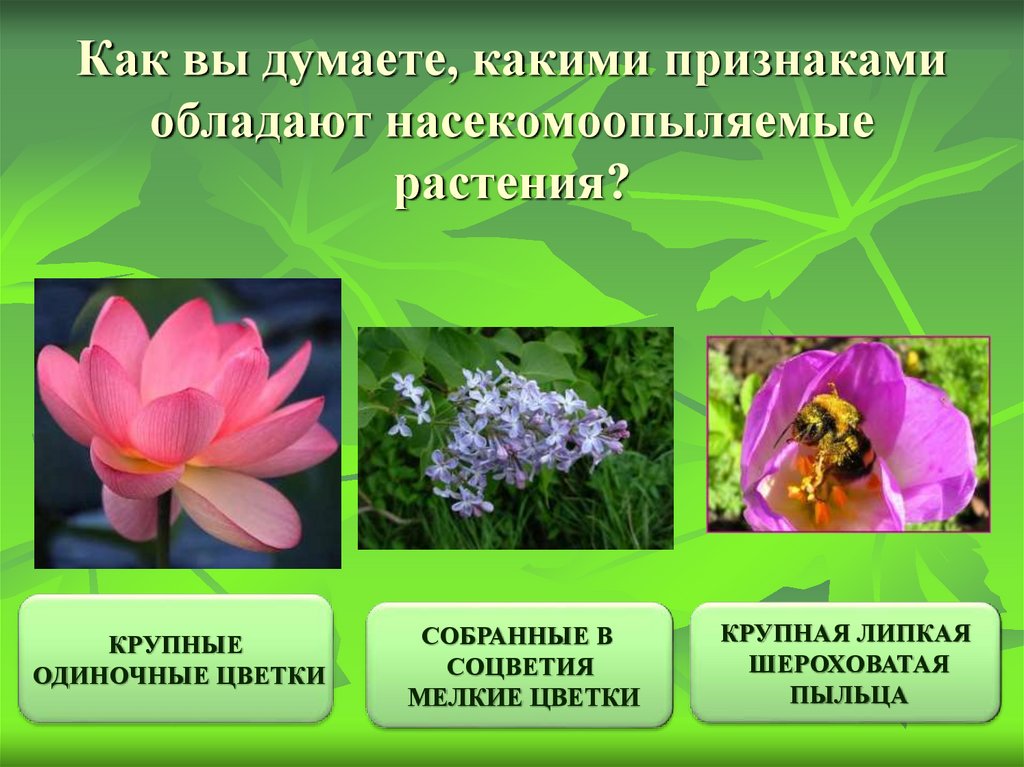 Насекомоопыляемые растения пыльца. Насекомоопыляемые растения. Цветки насекомоопыляемых растений. Крупные яркие цветки насекомоопыляемые. Приспособления насекомоопыляемых растений.