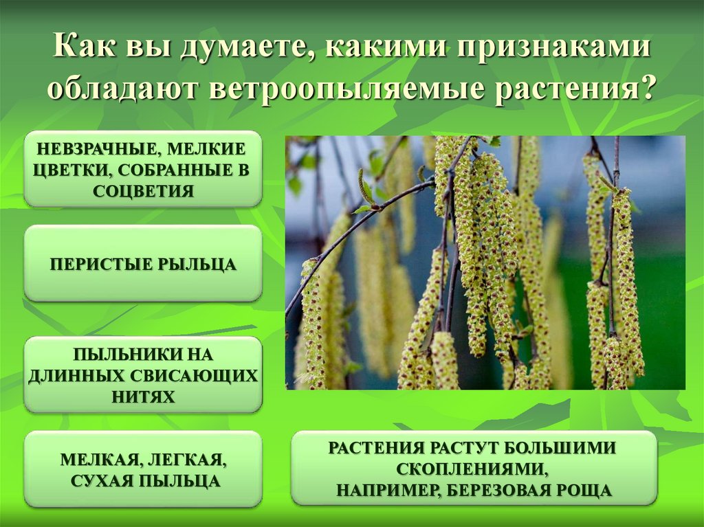 Пыльца растений является. Опыление цветковых ветроопыляемых растений. Ветроопыляемый цветок пшеницы. Признаки ветроопыляемых растений. Приспособления ветроопыляемых растений.