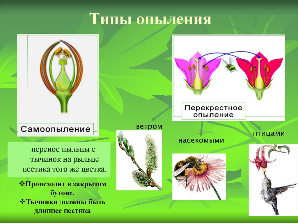 При самоопылении пыльца. Типы опыления цветковых растений. Опыление цветков 6 класс биология. Типы опыления растений 6 класс. Перекрестное и самоопыление.