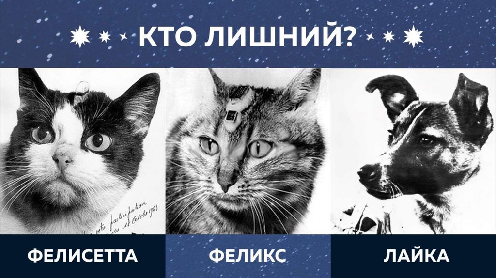 Космический зоопарк проект