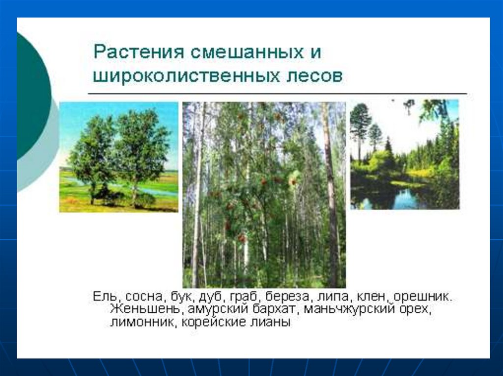 Экологические особенности лесов. Лесные зоны России презентация. Лесные зоны презентация. Растительность Лесной зоны России.