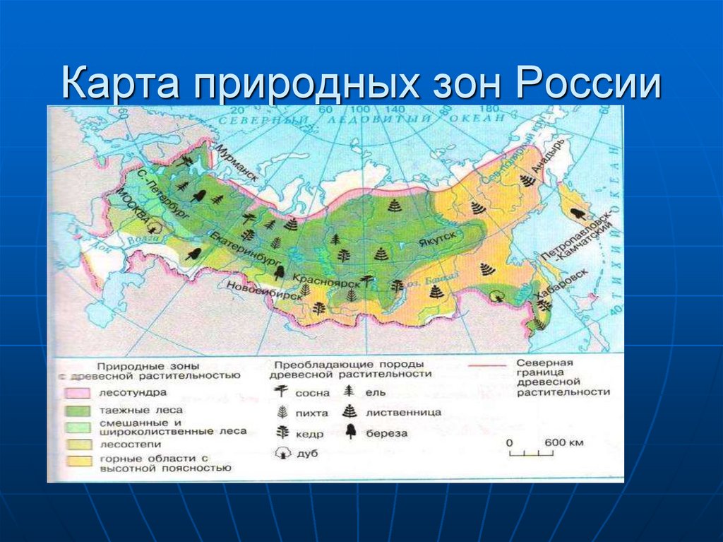 Презентация лесные зоны россии 8 класс полярная звезда