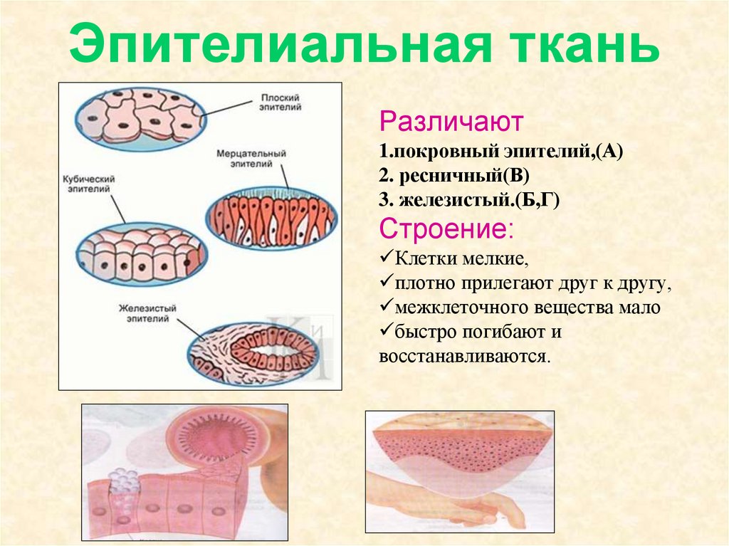 Клетки эпителиальной ткани виды