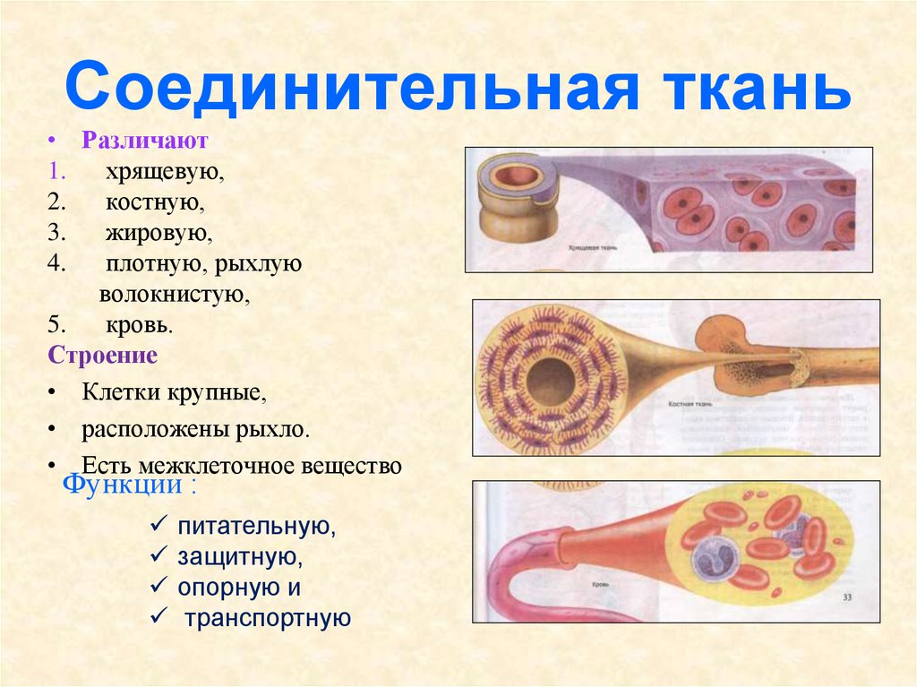 Соединительная ткань