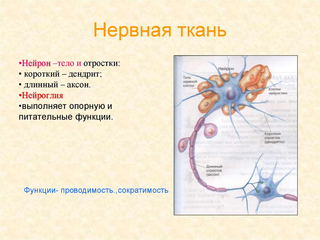 Нервная ткань состоит из собственно нервных клеток. Нервная ткань. Функции нервной ткани. Расположение нервной ткани. Нервнаяные ткани.