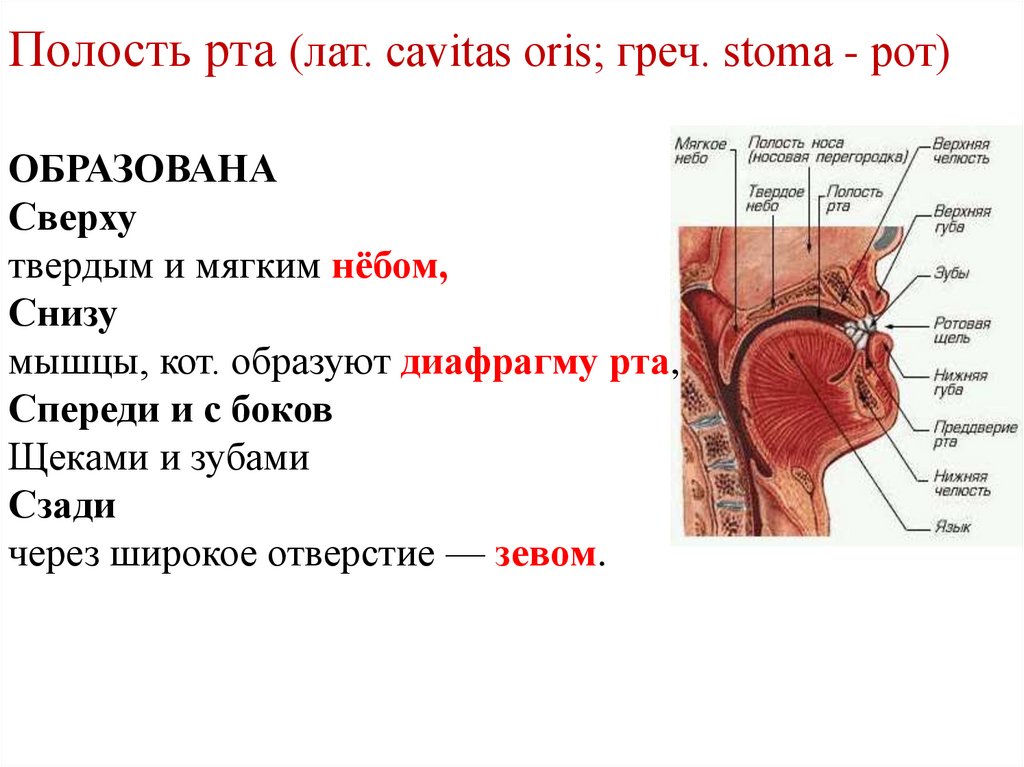 Диафрагмальная мышца рта. Диафрагма рта образована. Анатомия органов речи кратко.