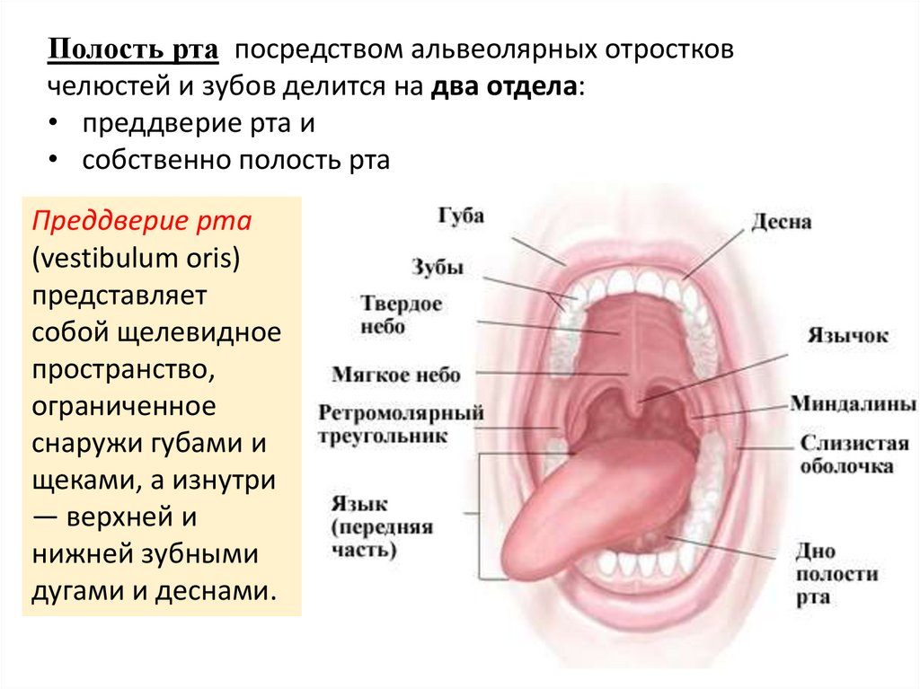 Содержимое полости рта. Предверие поло си и РИА. Преддверие полости рта анатомия. Преддверие рта и собственно полость рта.