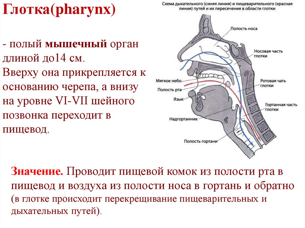 Глотка органы пищеварения. Глотка и пищевод анатомия. Глотка и пищевод функции. Функции глотки и пищевода.