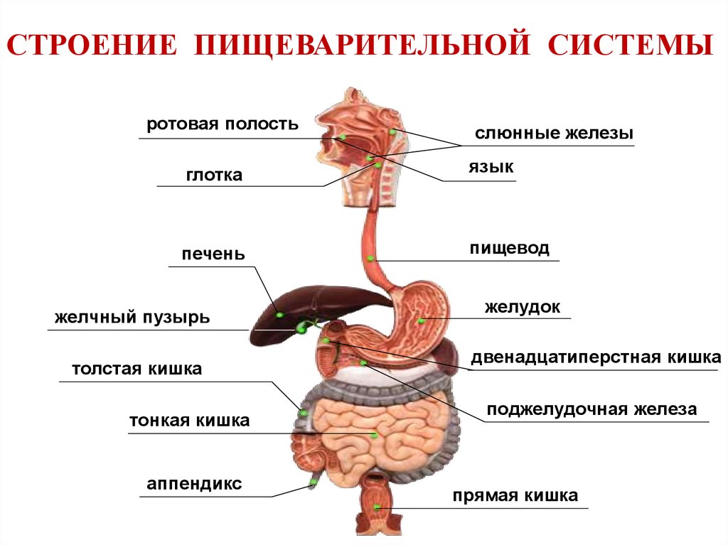 Глотка пищевод желудок двенадцатиперстная кишка. Строение органов пищеварения пищеварительная система. Схема строения пищеварительной системы. Функции органов пищеварительной системы анатомия. Строение тонкая киншка пищеварительной системе.