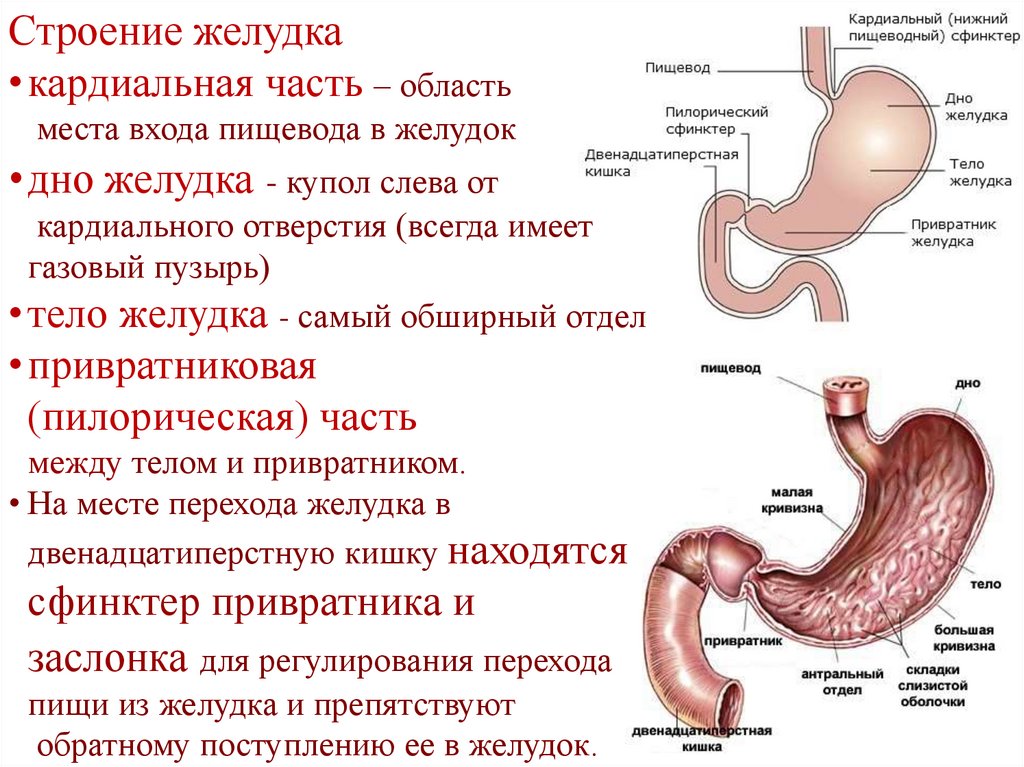 Пищевод и желудок анатомия. Соединение пищевода с желудком.